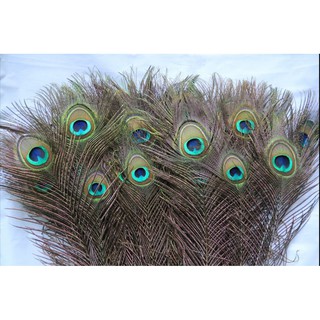 COMBO 10 LÔNG CÔNG TỰ NHIÊN DÀI 80CM