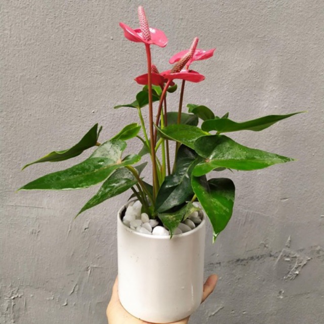 Hoa hồng môn đỏ kèm chậu sứ