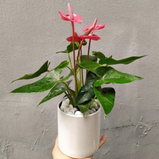 Hoa hồng môn đỏ kèm chậu sứ