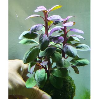 Hồng ba tiêu (thủy sinh Nha Trang)