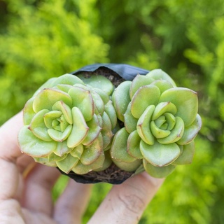 Sen đá nuda 5-7cm - Vườn sen đá