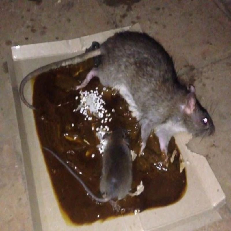 Keo bẫy chuột siêu dính _Keo dính chuột Minh phương không độc hại