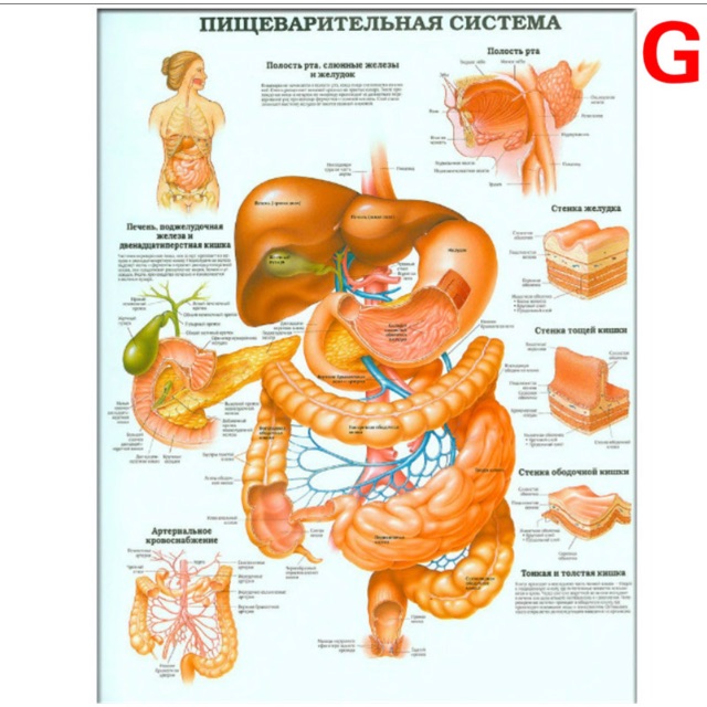 Tranh giải phẫu nội tạng