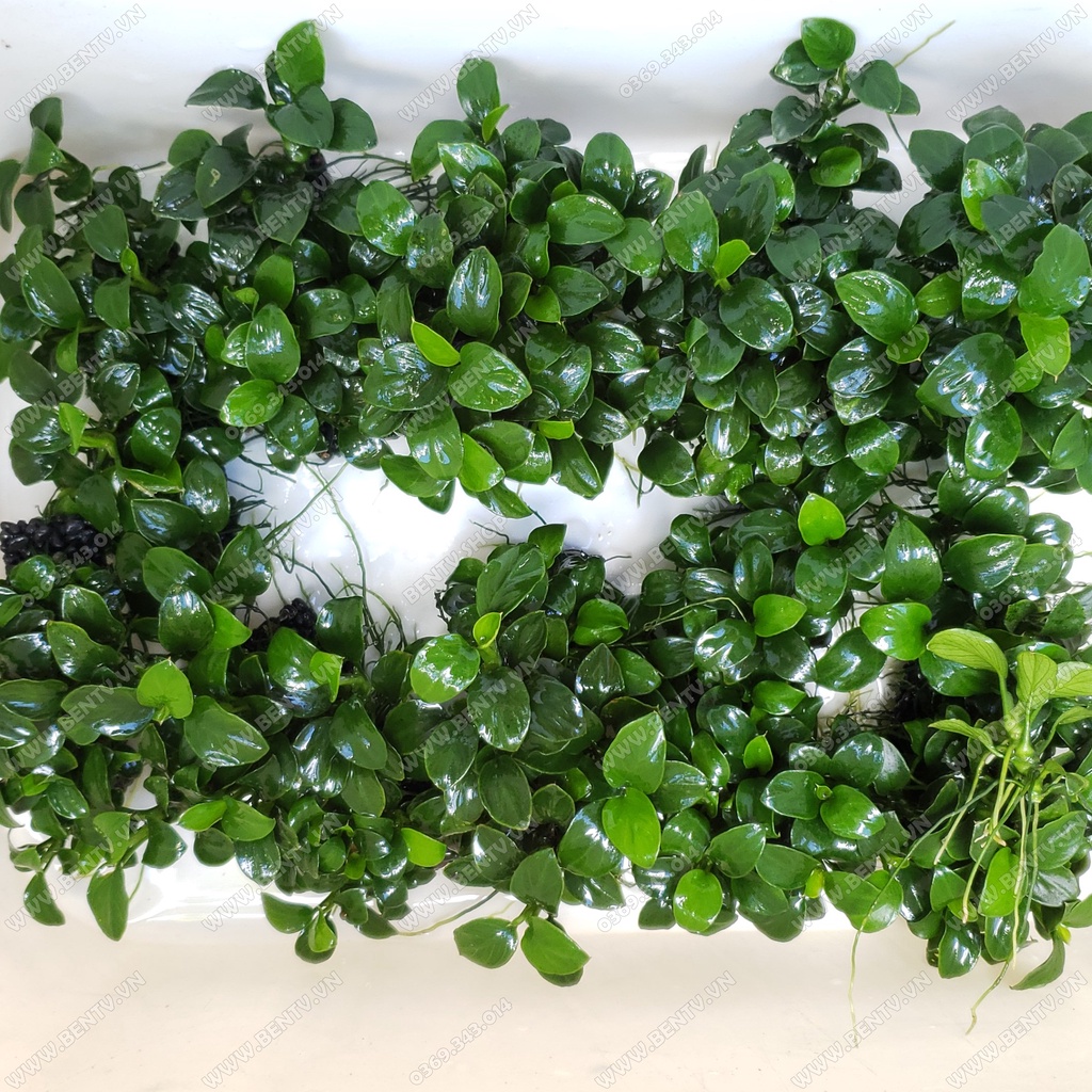Ráy Nana Petite Full Lá Nước - Cây Thủy Sinh Đẹp Dễ Trồng (Ngọn Rời)