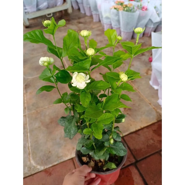 Cây hoa nhài đầu hổ, nhài cánh kép bông lớn