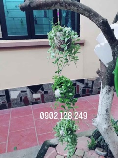Cây lan hạt dưa