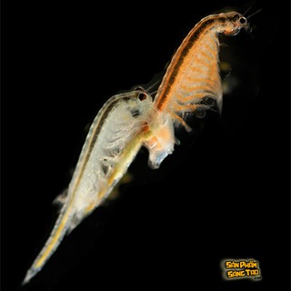 SINH VẬT TIỀN SỬ SEA MONKEY