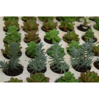 sen đá rong biển mini 2-4cm