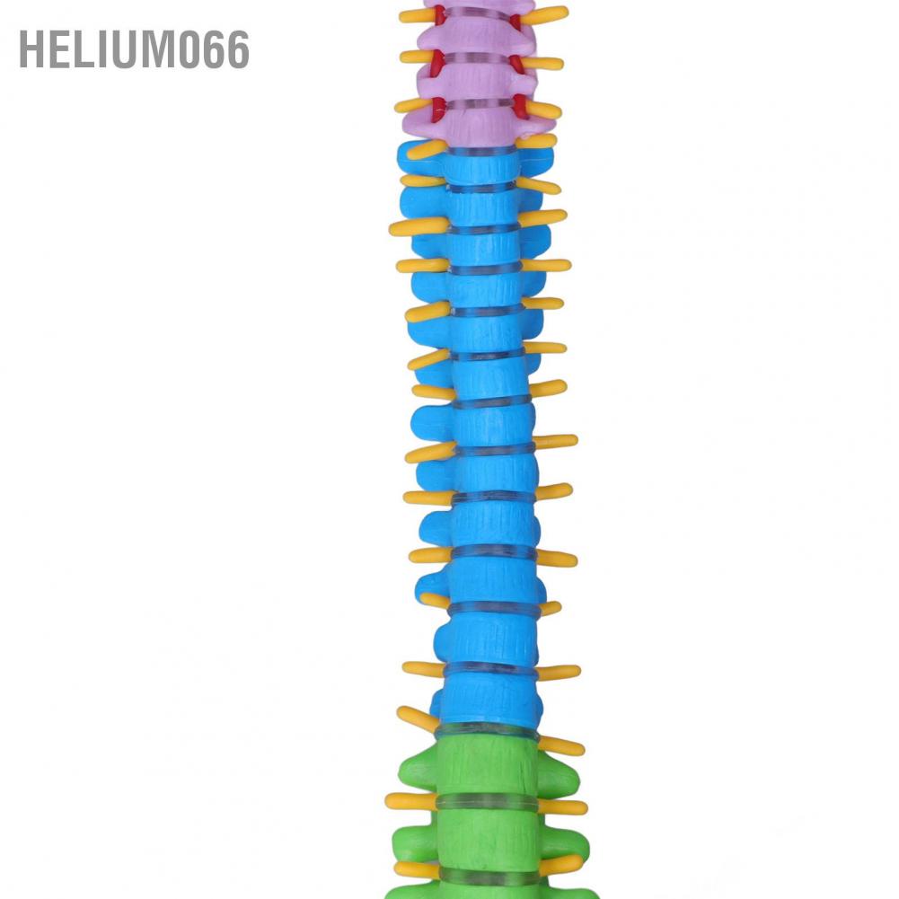 Helium066 Spine Model PVC 45cm Colour Coded Miniature with Thigh Bone Set Kit for Learning Teaching