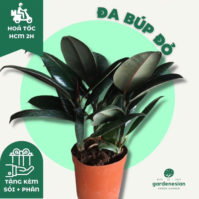 Cây Đa Búp Đỏ để bàn GARDENESIAN mini phong thuỷ kèm chậu sứ