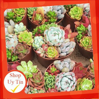 Sen đá ghép phối tq loại trung🍏 |FREESHIP| 🔥 XỨ NÓNG, ĐÃ THUẦN KHÍ HẬU, KHOẺ ĐẸP 🍏 LỖI 1 ĐỔI 1