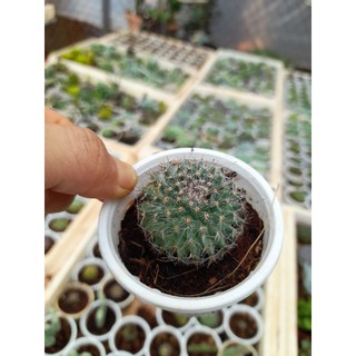 Xương rồng sinh nhật mini Hoa Đá BMT