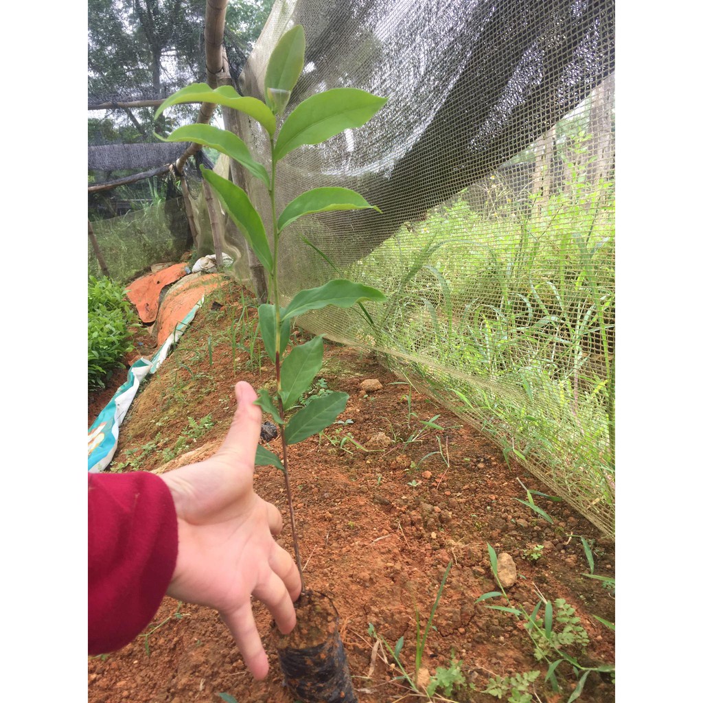 CÂY CHÈ XANH THÁI NGUYÊN