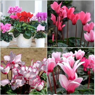 Hạt giống hoa Anh thảo Mix màu – 5Hạt (TẶNG gói kích thích hạt nảy mầm)