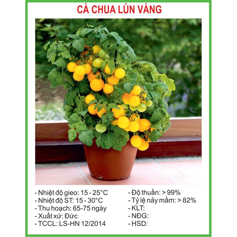 Hạt Giống Cà chua lùn quả  vàng 30 Hạt