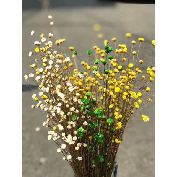 Hoa tuyết nhiệt đới