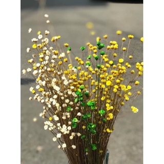 Hoa tuyết nhiệt đới
