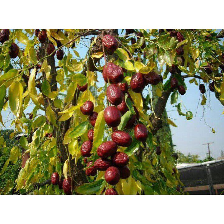Táo đỏ Hàn Quốc gói 500g - Quả To | BigBuy360 - bigbuy360.vn