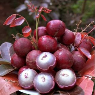 Cây ăn quả - nhãn tím