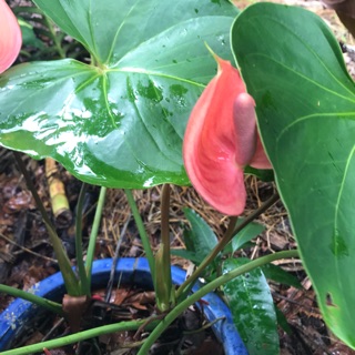 Cây hồng môn cao / hồng môn đại - cây giống 60cm