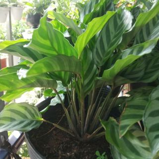 Cây Đuôi Công đủ màu(tặng kèm phân bón)