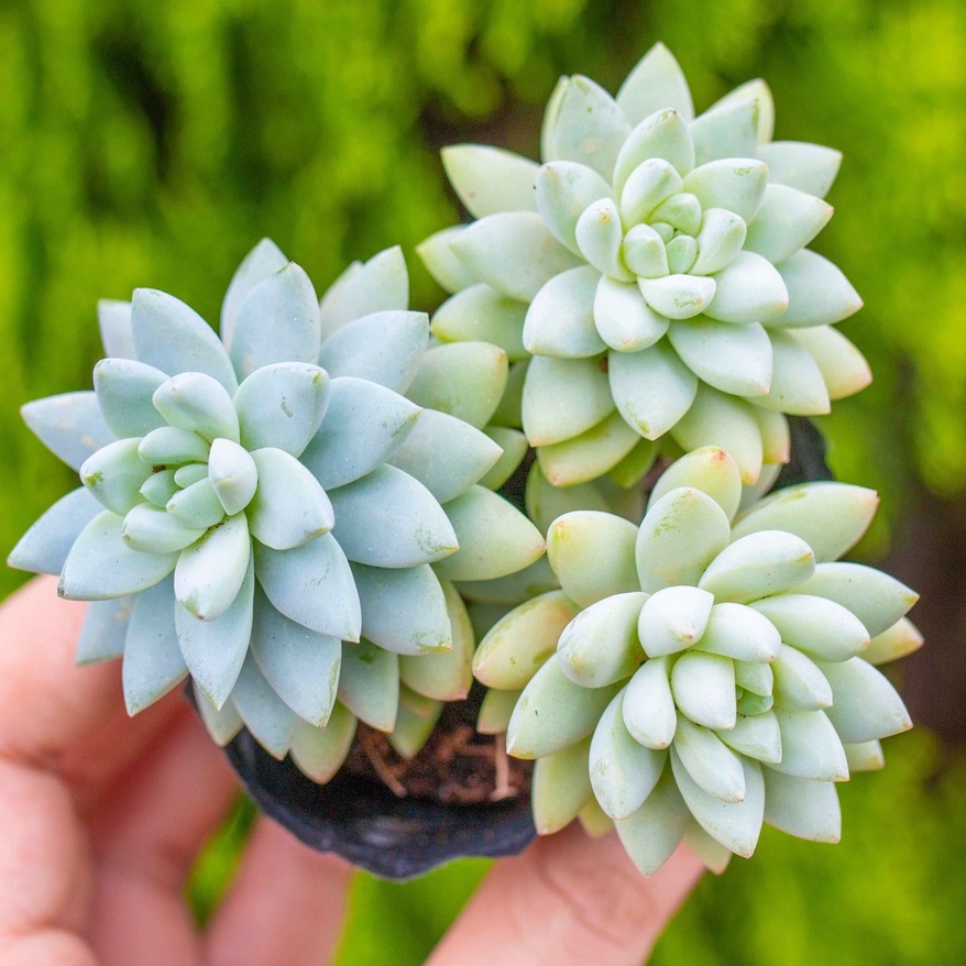 Sen đá pha lê trắng 5-7cm