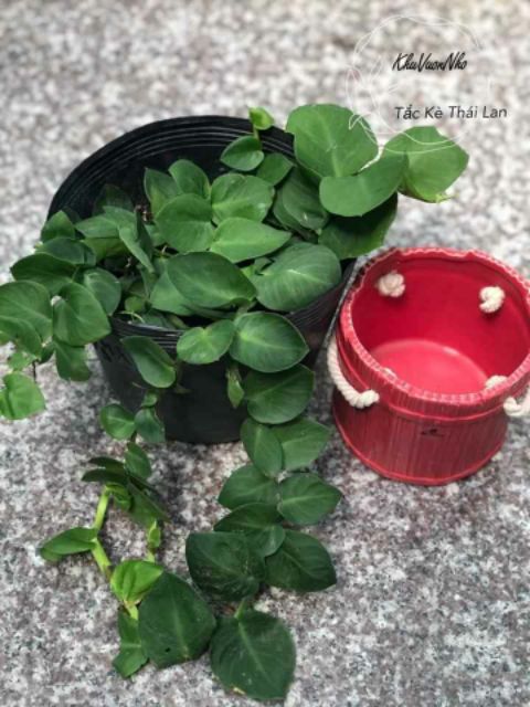 Cây cắt kè Thái... siêu đẹp