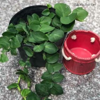 Cây 🌲 Cắt Kè Thái... siêu đẹp