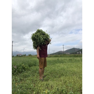 TINH DẦU HOA NGŨ SẮC