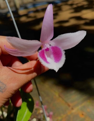 Phi điệp hồng gia lai hàng cây giống năm nhất thuần tại vườn