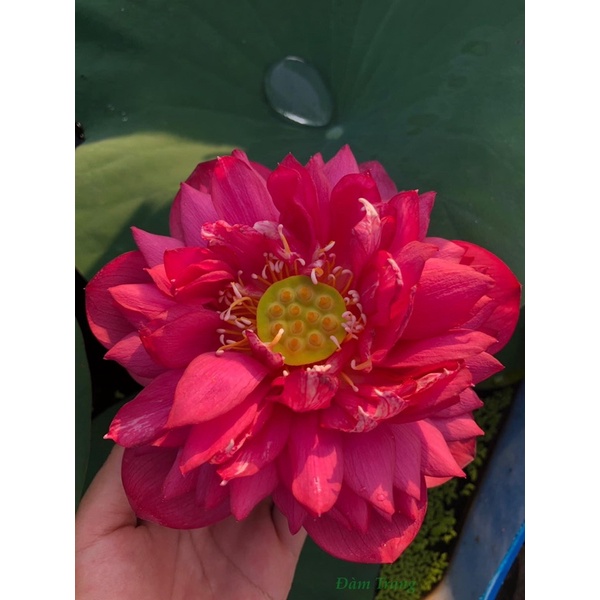 Củ sen đỏ Ruby Hồng Ngọc