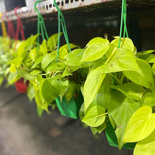 Chậu cây trầu bà thái | Neon Pothos chậu treo nhựa dễ chăm sóc