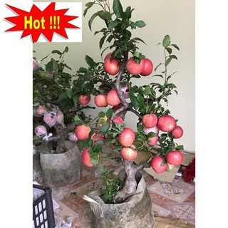 Hạt giống Táo Đỏ Lùn (15 hạt)