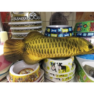 Cá catnip nhiều kích cỡ