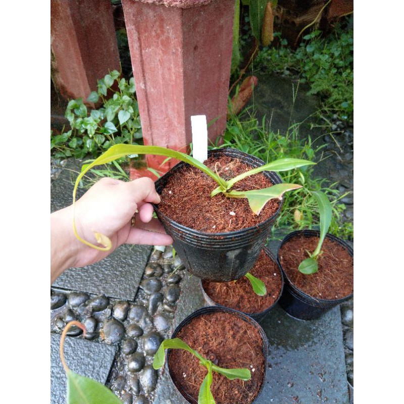 Cây nắp ấm Nx  x Ampullaria spotted