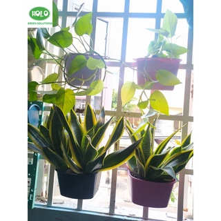 Chậu Nhựa Vườn trên tường, Vườn Đứng HOLO GREEN 16