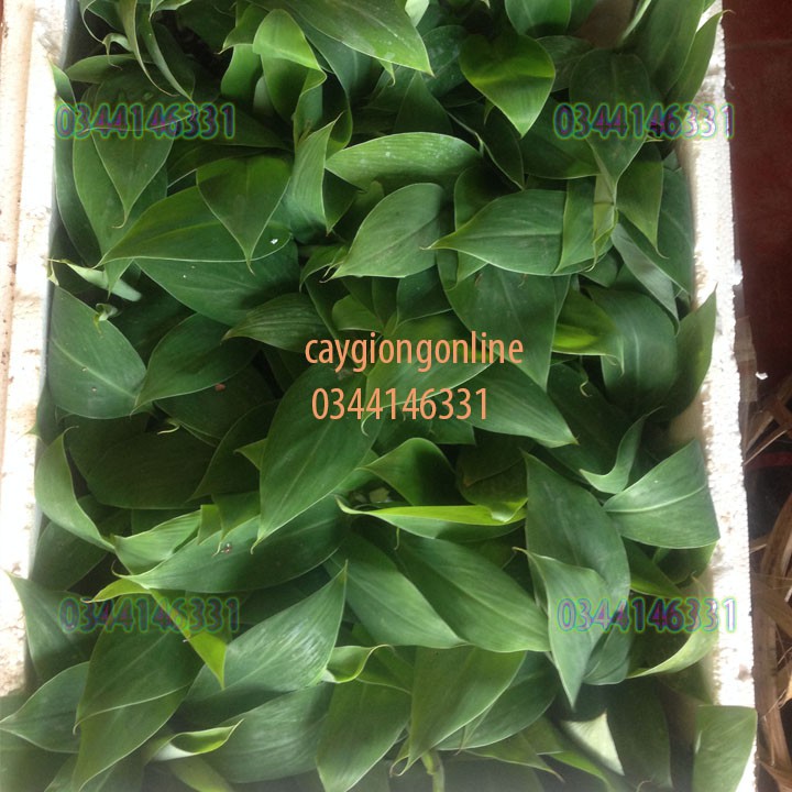 Cây chuối tây thái