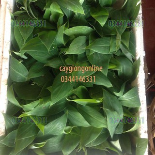 Cây chuối tây thái