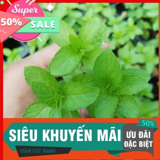 Cây bạc hà nhật giống 8x8, dễ trồng, phát triển nhanh