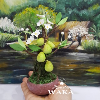 Bonsai Mini-  Cây Bười Mini 01