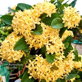 (1 chậu) Cây bông trang đơn vàng (hoa mẫu đơn)