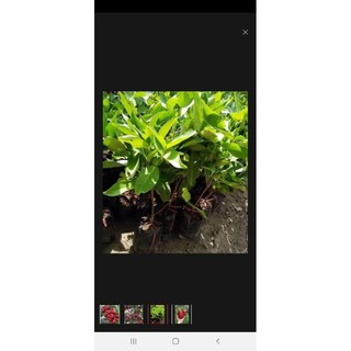 cây giống doi đỏ