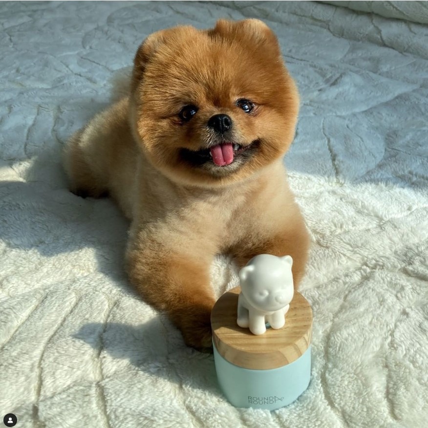 Lọ khuếch tán tinh dầu thơm để bàn RoundARound Puppy diffuser
