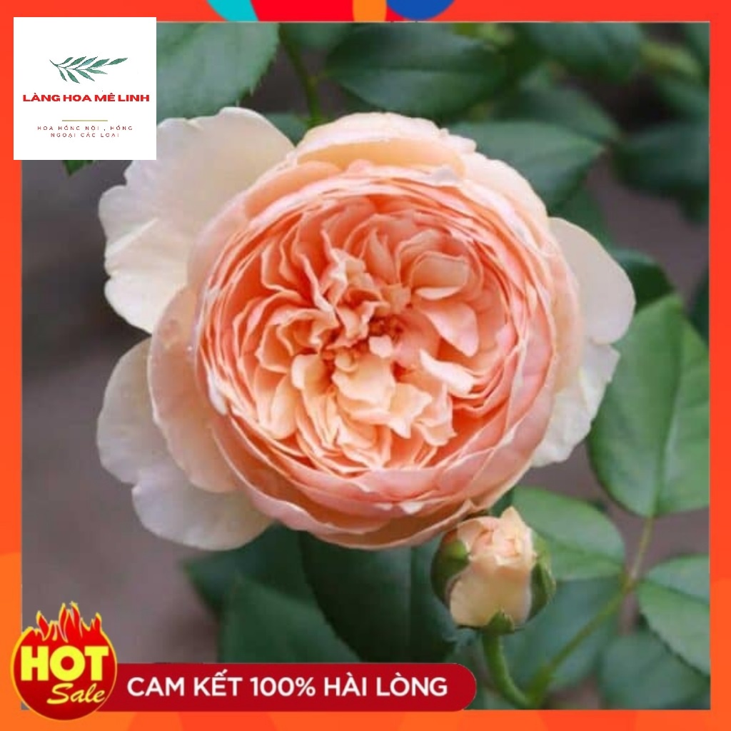 Hoa hồng ngoại Masora rose[ĐẸP NHẤT - HOT  NHẤT] màu vàng mộng mơ , mùi hương hoa quả .