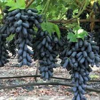Cây Nho Ngón Tay cây giống dâm hom