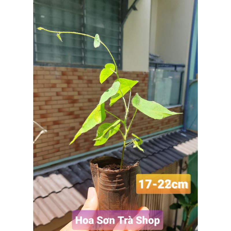 (Q.8 - GIAO TRONG NGÀY) Cây giống SƯƠNG SÂM LÔNG, cao 15cm, rễ khỏe
