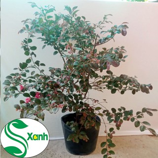 Cây Hồng Phụng Lá Tím Hoa Đỏ