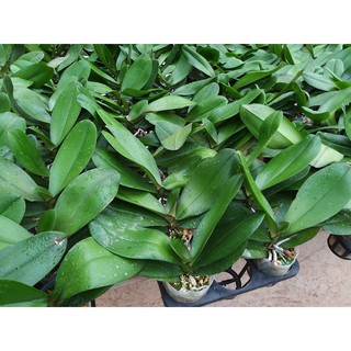 4 cây chưa ngồng hoa 2020