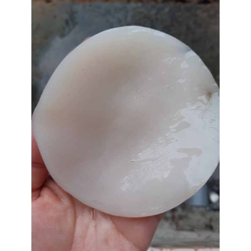 Scoby làm trà kombucha