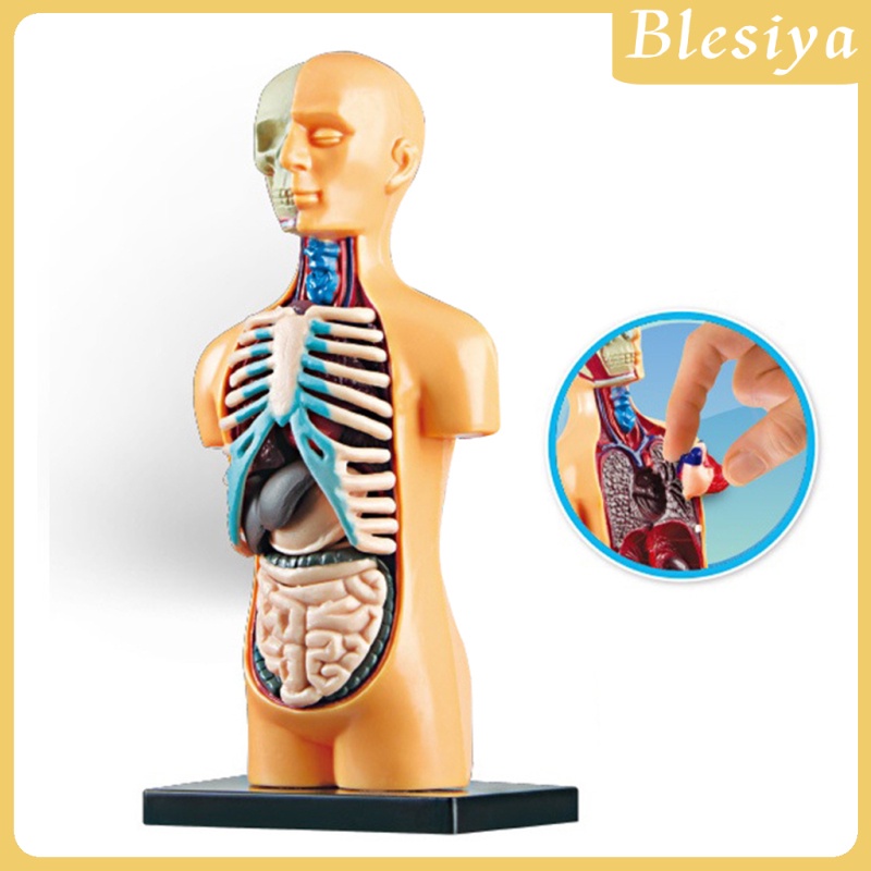 [Blesiya] Mô Hình Cơ Thể Người Dùng Trong Phòng Thí Nghiệm